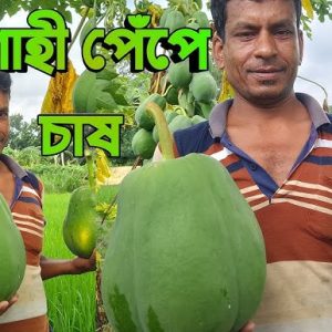 ১ প্যাকেট শাঁহী পেপে