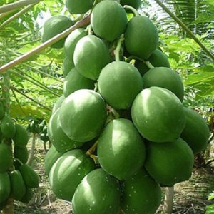 ২ প্যাকেট শাঁহী পেপে